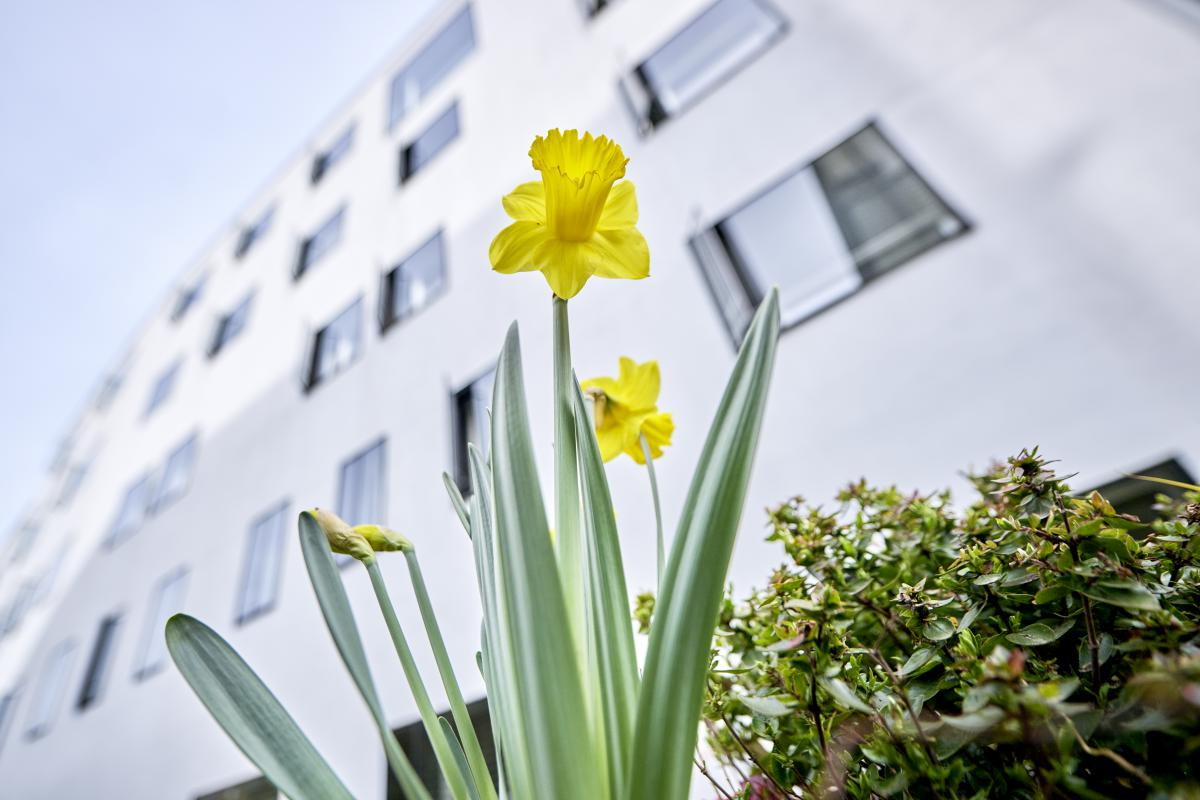 Frühling – UniS – Teilansicht mit Fassade und Fenstern – Osterglocke im Vordergrund