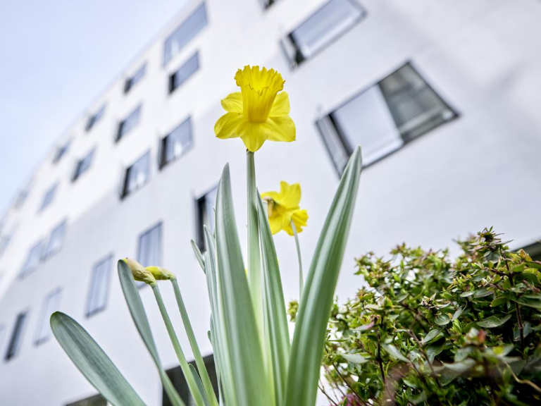 Frühling – UniS – Teilansicht mit Fassade und Fenstern – Osterglocke im Vordergrund
