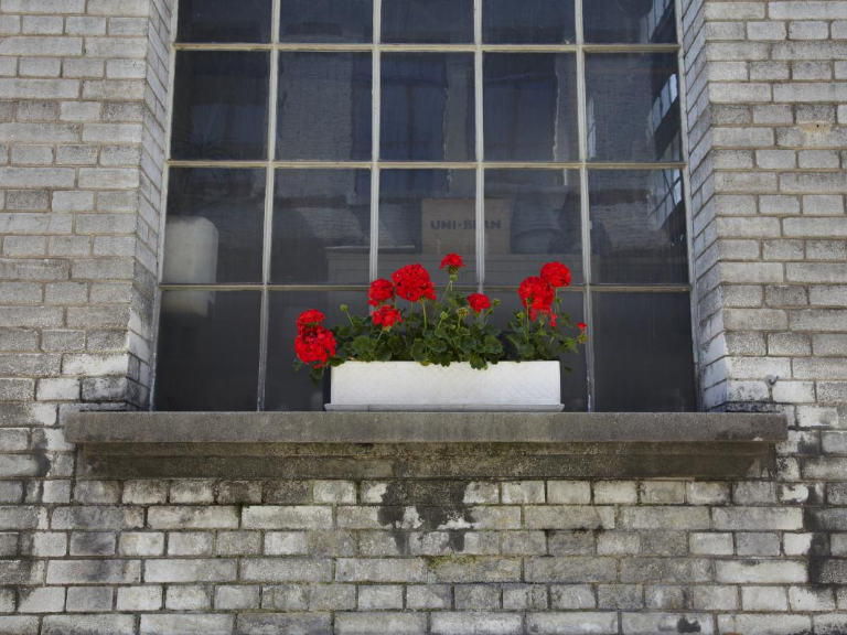 Blumenkiste mit roten Geranien auf Fensterbank