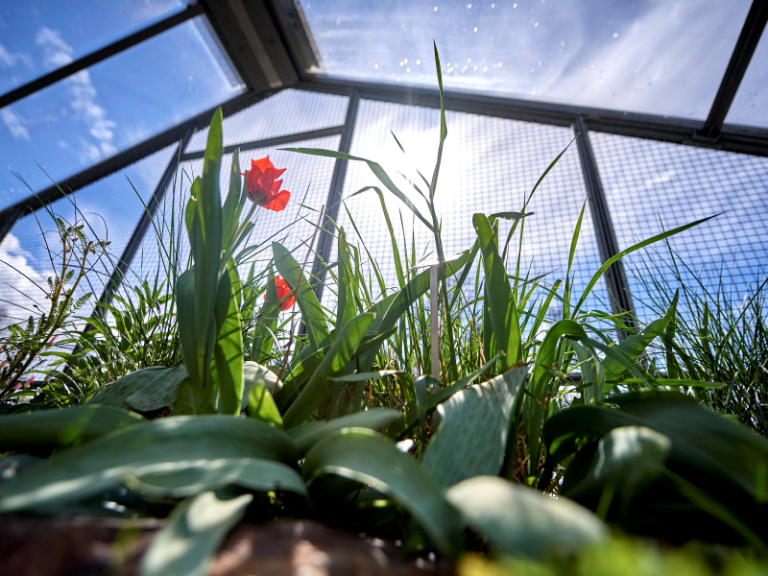 Blumen wachsen im Treibhaus nach oben.